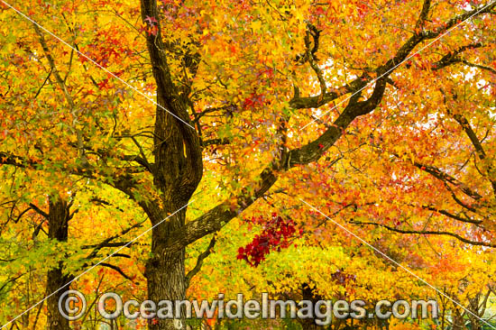 Autumn colours of deciduous trees photographed in the cily of Armidale, New England Tableland, New South Wales, Australia. Photo - Gary Bell