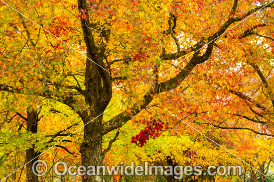 Autumn Trees Armidale photo