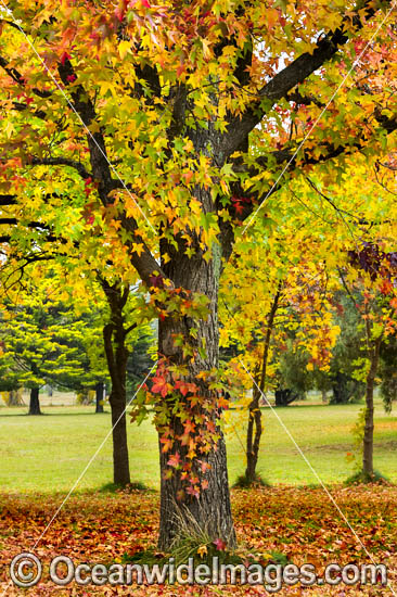 Autumn colours of deciduous trees photographed in the cily of Armidale, New England Tableland, New South Wales, Australia. Photo - Gary Bell Autumn colours of deciduous trees photographed in the cily of Armidale, New England Tableland, New South Wales, Australia. Photo - Gary Bell