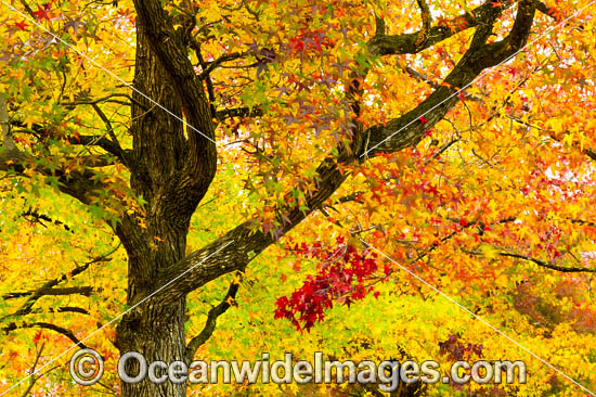 Autumn Trees Armidale photo