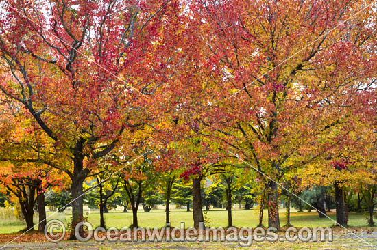 Autumn colours of deciduous trees photographed in the cily of Armidale, New England Tableland, New South Wales, Australia. Photo - Gary Bell Autumn colours of deciduous trees photographed in the cily of Armidale, New England Tableland, New South Wales, Australia. Photo - Gary Bell