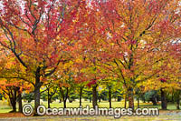Autumn colours of deciduous trees Photo - Gary Bell