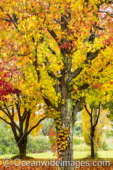 Autumn colours of deciduous trees photo