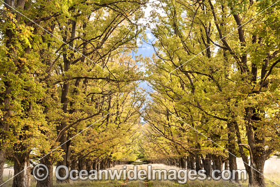 Country track lined with deciduous trees in Autumn, photographed Armidale, New England Tableland, New South Wales, Australia. Photo - Gary Bell Country track lined with deciduous trees in Autumn, photographed Armidale, New England Tableland, New South Wales, Australia. Photo - Gary Bell