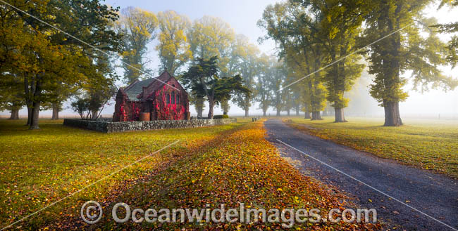 Autumn at Gostwyck Chapel surrounded by Elm trees, near Uralla, New England Tableland, New South Wales, Australia. Photo - Gary Bell Autumn at Gostwyck Chapel surrounded by Elm trees, near Uralla, New England Tableland, New South Wales, Australia. Photo - Gary Bell