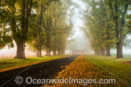 Autumn at Gostwyck Chapel surrounded by Elm trees, near Uralla, New England Tableland, New South Wales, Australia. Photo - Gary Bell Autumn at Gostwyck Chapel surrounded by Elm trees, near Uralla, New England Tableland, New South Wales, Australia. Photo - Gary Bell