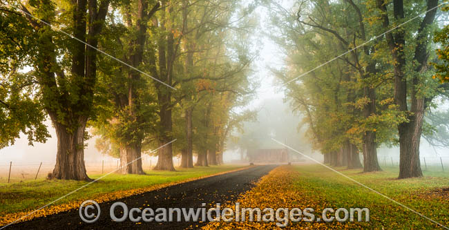 Autumn at Gostwyck Chapel surrounded by Elm trees, near Uralla, New England Tableland, New South Wales, Australia. Photo - Gary Bell Autumn at Gostwyck Chapel surrounded by Elm trees, near Uralla, New England Tableland, New South Wales, Australia. Photo - Gary Bell