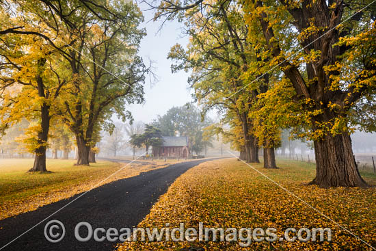 Autumn at Gostwyck Chapel surrounded by Elm trees, near Uralla, New England Tableland, New South Wales, Australia. Photo - Gary Bell Autumn at Gostwyck Chapel surrounded by Elm trees, near Uralla, New England Tableland, New South Wales, Australia. Photo - Gary Bell