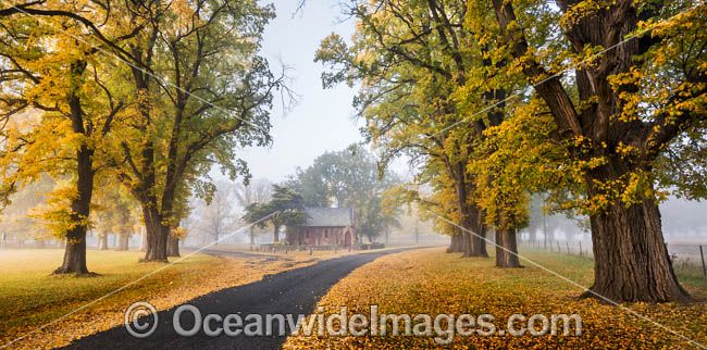Autumn at Gostwyck Chapel surrounded by Elm trees, near Uralla, New England Tableland, New South Wales, Australia. Photo - Gary Bell Autumn at Gostwyck Chapel surrounded by Elm trees, near Uralla, New England Tableland, New South Wales, Australia. Photo - Gary Bell