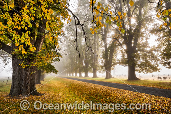 Autumn Trees Armidale photo