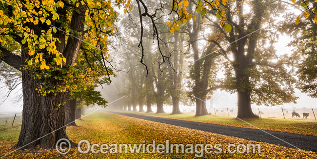 Country road lined with Elm trees in Autumn, near Uralla, New England Tableland, New South Wales, Australia. Photo - Gary Bell