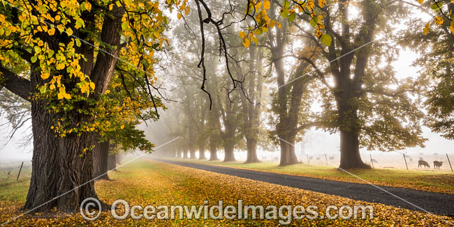 Country road lined with Elm trees in Autumn, near Uralla, New England Tableland, New South Wales, Australia. Photo - Gary Bell Country road lined with Elm trees in Autumn, near Uralla, New England Tableland, New South Wales, Australia. Photo - Gary Bell