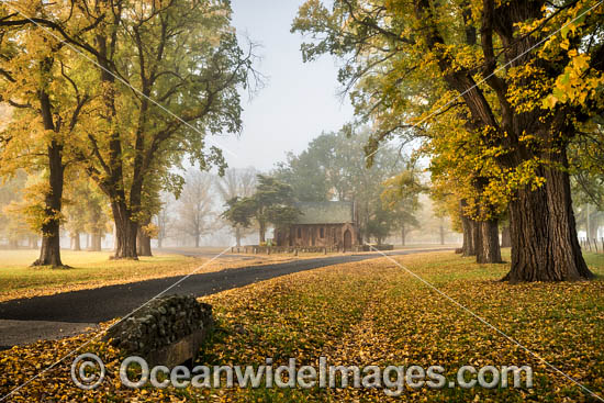 Autumn at Gostwyck Chapel surrounded by Elm trees, near Uralla, New England Tableland, New South Wales, Australia. Photo - Gary Bell Autumn at Gostwyck Chapel surrounded by Elm trees, near Uralla, New England Tableland, New South Wales, Australia. Photo - Gary Bell