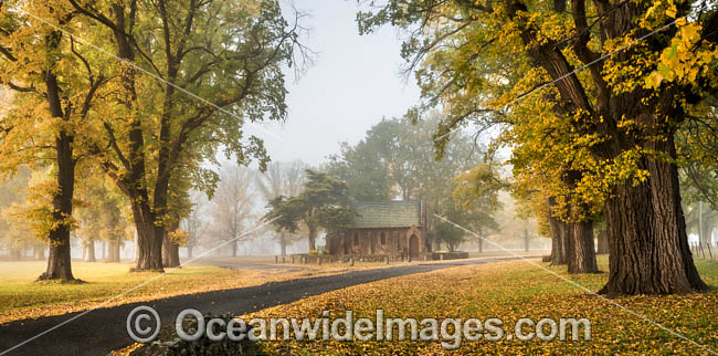 Autumn at Gostwyck Chapel surrounded by Elm trees, near Uralla, New England Tableland, New South Wales, Australia. Photo - Gary Bell Autumn at Gostwyck Chapel surrounded by Elm trees, near Uralla, New England Tableland, New South Wales, Australia. Photo - Gary Bell