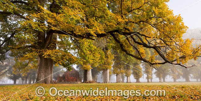 Autumn at Gostwyck Chapel surrounded by Elm trees, near Uralla, New England Tableland, New South Wales, Australia. Photo - Gary Bell Autumn at Gostwyck Chapel surrounded by Elm trees, near Uralla, New England Tableland, New South Wales, Australia. Photo - Gary Bell