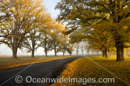 Country road lined with Elm trees in Autumn, near Uralla, New England Tableland, New South Wales, Australia. Photo - Gary Bell Country road lined with Elm trees in Autumn, near Uralla, New England Tableland, New South Wales, Australia. Photo - Gary Bell