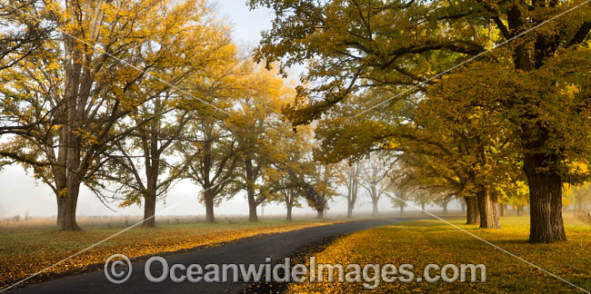 Country road lined with Elm trees in Autumn, near Uralla, New England Tableland, New South Wales, Australia. Photo - Gary Bell Country road lined with Elm trees in Autumn, near Uralla, New England Tableland, New South Wales, Australia. Photo - Gary Bell