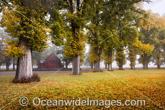 Autumn at Gostwyck Chapel surrounded by Elm trees, near Uralla, New England Tableland, New South Wales, Australia. Photo - Gary Bell