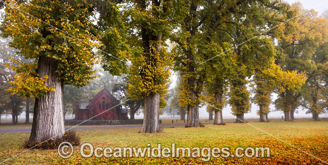Autumn at Gostwyck Chapel surrounded by Elm trees, near Uralla, New England Tableland, New South Wales, Australia. Photo - Gary Bell Autumn at Gostwyck Chapel surrounded by Elm trees, near Uralla, New England Tableland, New South Wales, Australia. Photo - Gary Bell