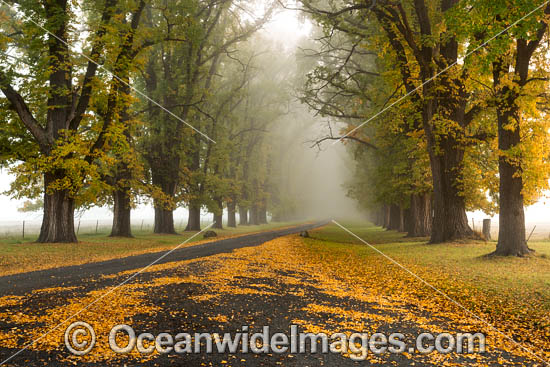 Country road lined with Elm trees in Autumn, near Uralla, New England Tableland, New South Wales, Australia. Photo - Gary Bell Country road lined with Elm trees in Autumn, near Uralla, New England Tableland, New South Wales, Australia. Photo - Gary Bell