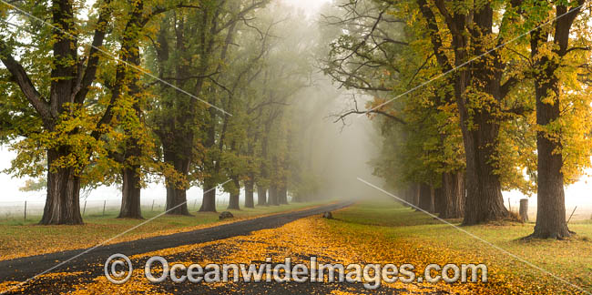 Country road lined with Elm trees in Autumn, near Uralla, New England Tableland, New South Wales, Australia. Photo - Gary Bell