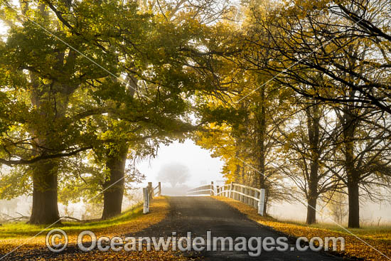 Country road lined with Elm trees in Autumn, near Uralla, New England Tableland, New South Wales, Australia. Photo - Gary Bell Country road lined with Elm trees in Autumn, near Uralla, New England Tableland, New South Wales, Australia. Photo - Gary Bell