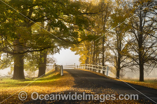 Country Road lined with Autumn Trees photo Country Road lined with Autumn Trees photo