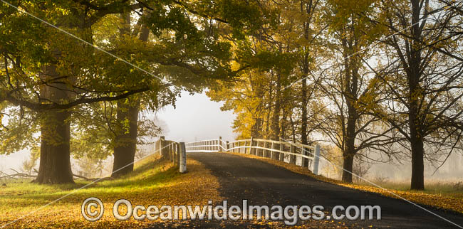 Uralla Autumn Trees photo