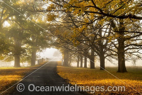 Country road lined with Elm trees in Autumn, near Uralla, New England Tableland, New South Wales, Australia. Photo - Gary Bell Country road lined with Elm trees in Autumn, near Uralla, New England Tableland, New South Wales, Australia. Photo - Gary Bell