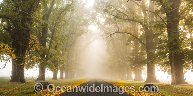 Autumn Trees New England photo