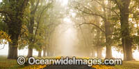Autumn Trees New England Photo - Gary Bell
