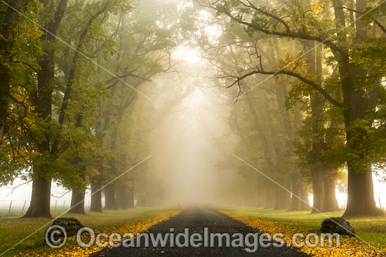 Autumn Trees Uralla photo