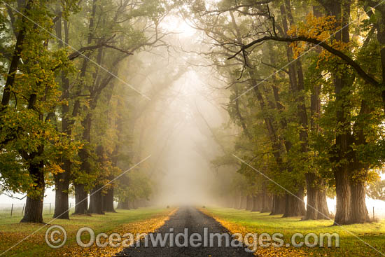 Autumn Trees New England photo