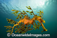 Leafy Seadragon Photo - Gary Bell