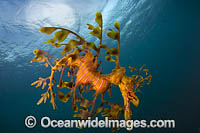 Leafy Seadragon Photo - Gary Bell