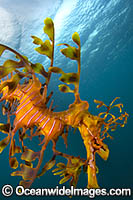 Leafy Seadragon Photo - Gary Bell