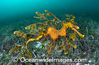 Leafy Seadragon Photo - Gary Bell