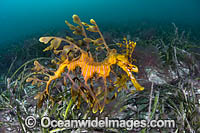 Leafy Seadragon Photo - Gary Bell