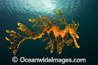 Leafy Seadragon Photo - Gary Bell