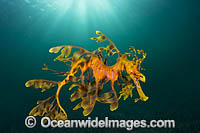 Leafy Seadragon Photo - Gary Bell