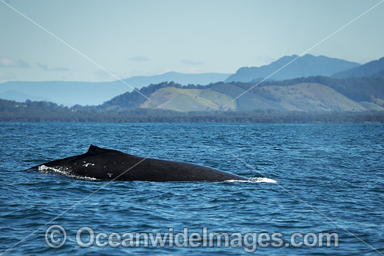 Humpback Whale dorsal fin photo