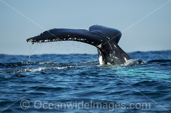 Humpback Whale tail fluke photo Humpback Whale tail fluke photo