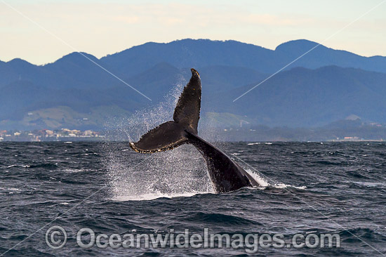 Humpback Whale tail fluke photo Humpback Whale tail fluke photo