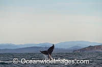 Humpback Whale tail fluke Photo - Gary Bell