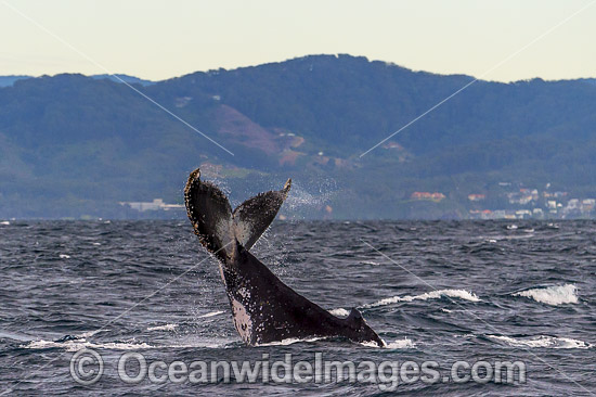 Humpback Whale tail fluke photo Humpback Whale tail fluke photo
