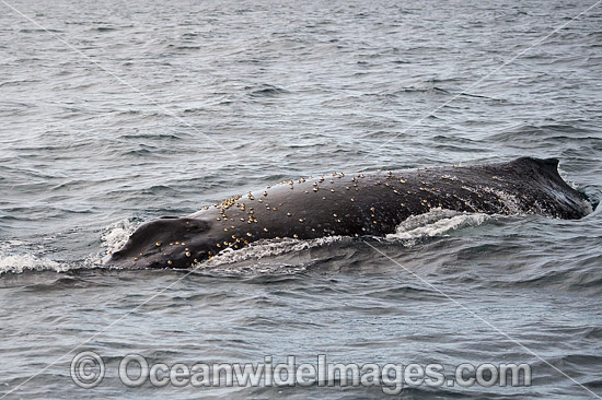 Humpback Whale on surface photo