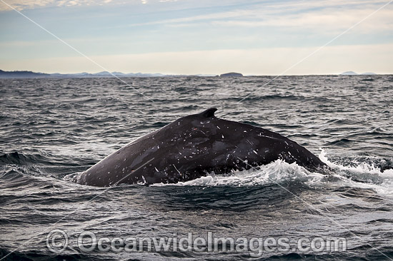 Humpback Whale on surface photo