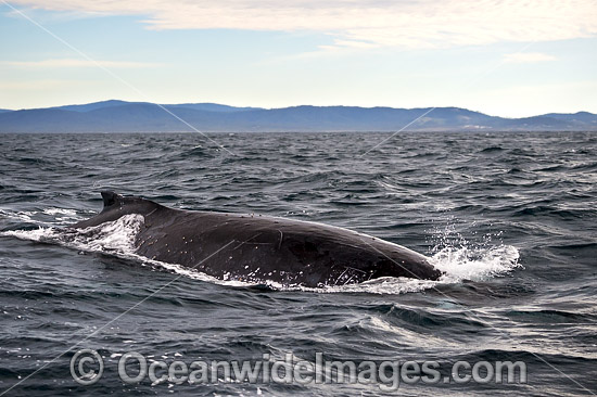 Humpback Whale on surface photo Humpback Whale on surface photo