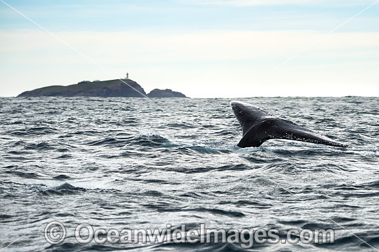 Humpback Whale tail fluke photo Humpback Whale tail fluke photo