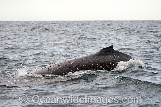 Humpback Whale on surface photo